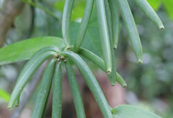 Vanilla planifolia Mioulane NewsJardinTV Jardimiou XY7S7211