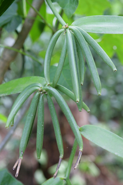 Vanilla planifolia Mioulane NewsJardinTV Jardimiou XY7S7211