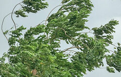 Vent Branche Arbre Flora