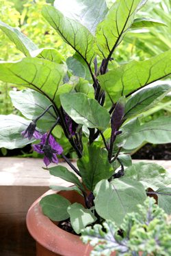 Aubergine Mioulane NewsJardinTV Jardimiou NPM 84969355