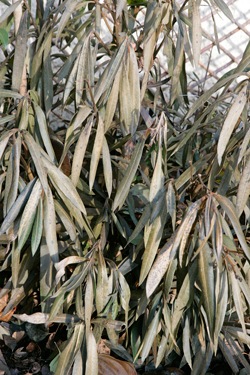 Gel Laurier Rose MioulaneNewsJardinTV NPM 2607524294