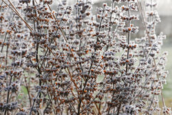 Givre Mioulane NewsJardinTV NPM 2607525833