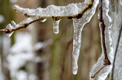 Glace Hiver Froid Mioulane NewsJardinTV Jardimiou DSC2974