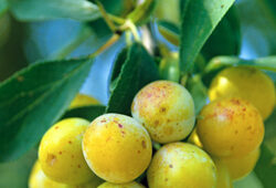 Mirabelle Mioulane NewsJardinTV Jardimiou NPM GIP0033360