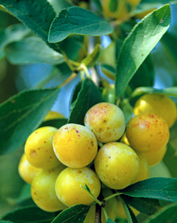 Mirabelle Mioulane NewsJardinTV Jardimiou NPM GIP0033360