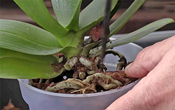 Rempotage Phalaenopsis Detail Mioulane NewsJardinTV