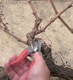 Taille Vigne Mioulane NewsJardinTV Jardimiou 5421456