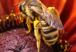 Abeille Mioulane NewsJardinTV Jqardimiou 85456521