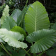 Alocasia Mioulane NewsJardinTV Jardimiou NPM 85000057