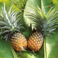 Ananas Mioulane NewsJardinTV Jardimiou NPM GIP0008667