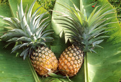 Ananas Mioulane NewsJardinTV Jardimiou NPM GIP0008667