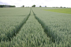 Bl&eacute; Champ Mioulane NewsJardinTV Jardimiou 2212546