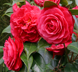 Camellia Mioulane NewsJardinTV Jardimiou 5459874