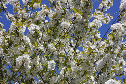 Cerisier Floraison Mioulane NewsJardinTV NPM 2507522202