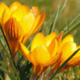 Crocus orange monarc Flora