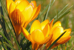 Crocus orange monarc Flora