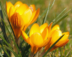 Crocus orange monarc Flora