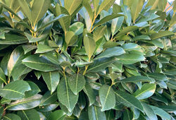 Feuille Prunus Laurocerasus Mioulane NewsJardinTV Jardimiou IMG 0774