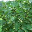 Figuier Mioulane NewsJardinTV Jardimiou NPM GIP0008469