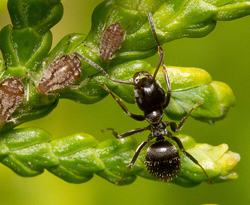 Fourmi Lasius niger Fauna