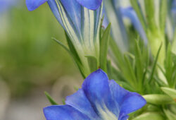 Gentiane Mioulane NewsJardinTV Jardimiou NPM 070827073