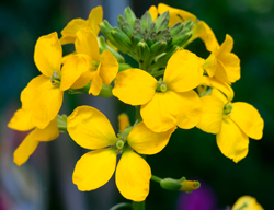 Giroflee ravenelle Mioulane NewsJardinTV Jardimiou NPM 850380083