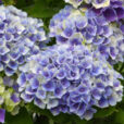Hydrangea Magical Revolution NewsJardinTV NPM 2507526365