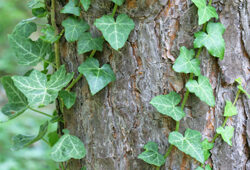 Lierre Mioulane NewsJardinTV Jardimiou NPM 850274056