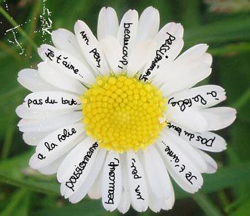 Marguerite Flora
