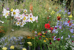 Massif Fleurs Mioulane NewsJardinTV Jardimiou 4514574