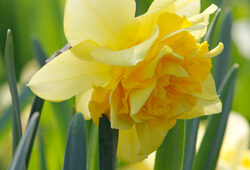 Narcisse Mioulane NewsJardinTV Jardimiou NPM 914350389