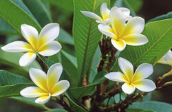 Plumeria Mioulane NewsJardinTV Jardimiou NPM GIP0008498