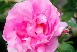 Rlose Imperatrice Josephine Mioulane NewsJardinTV NPM 2707523909