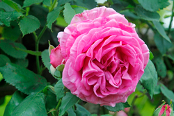 Rose Madame Isaac Pereire Mioulane NewsJardinTV NPM 2707523877