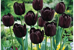 tulipe noires queen of the nigh