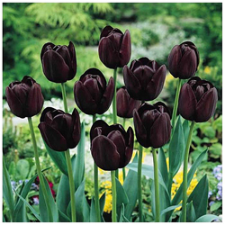 tulipe noires queen of the nigh