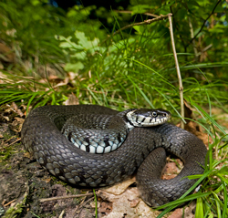 Couleuvre BennyTrapp Natrix helvetica