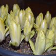 Endive Forcage Flora