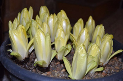 Endive Forcage Flora