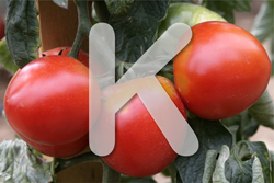 Engrais Potaswsium Mioulane NewsJardinTV Jardimiou 78956589