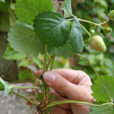 Fraisier Stolon Mioulane NewsJardinTV Jardimiou NPM 85020002