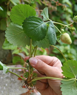 Fraisier Stolon Mioulane NewsJardinTV Jardimiou NPM 85020002