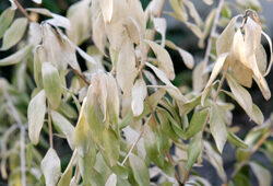 Gel Miouilane NewsJardinTV NPM 2607524293