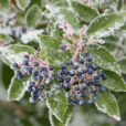 Givre Viburnum Tinus Mioulane NewsJardinTV NPM 2607525919