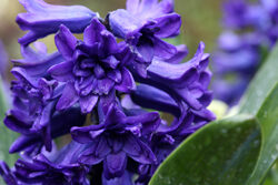 Jacinthe Mioulane NewsJardinTV Jardimiou NPM 2307510163