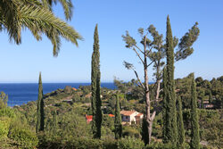 Jardin Cypres Mioulane NewsJardinTV Jardimiou NPM 2307517843