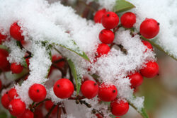 Neige Nandina Mioulane NewsJardinTV NPM 2607525753