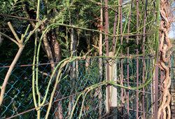 Palissage Rosier Grimpant Mioulane NewsJardinTV Jardimiou IMG 0731