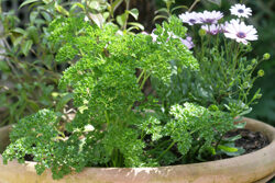 Persil Pot Mioulane NewsJardinTV Jardimiou NPM 84946044