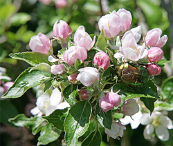 Pommier Fleur Mioulane NewsJardinTV Jardimiou NPM 84942024